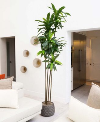 8ft. Artificial Dracaena Tree with Real Touch Leaves