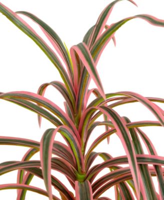 2ft. Artificial Dracaena Marginata Plant