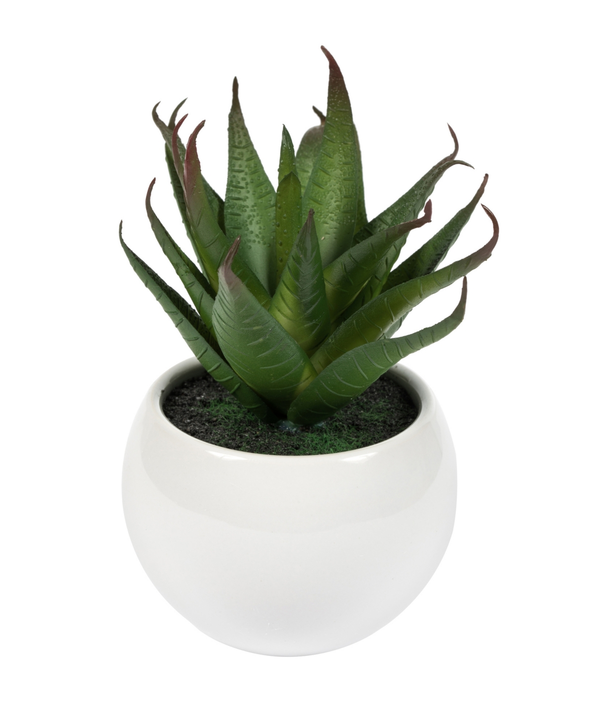 Vickerman 5" Artificial Assorted Potted Succulents. In Multi