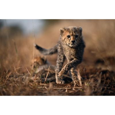 Z9 Mirrorless Camera