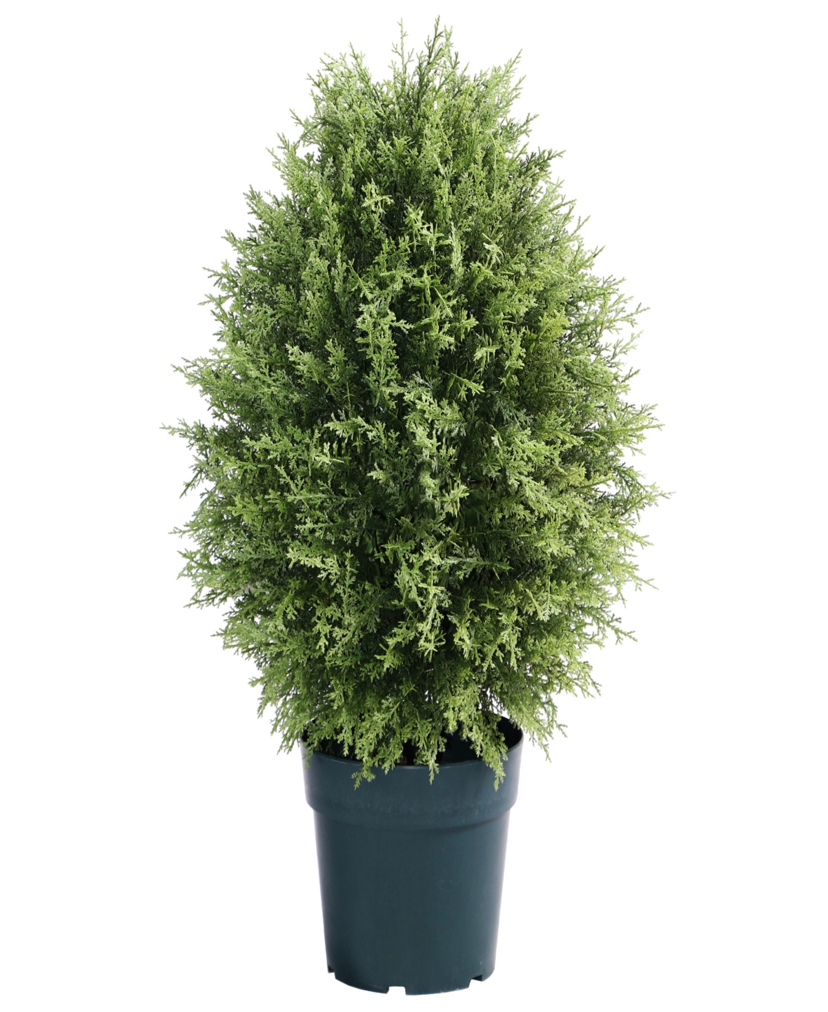 32 Cypress Tree - Green