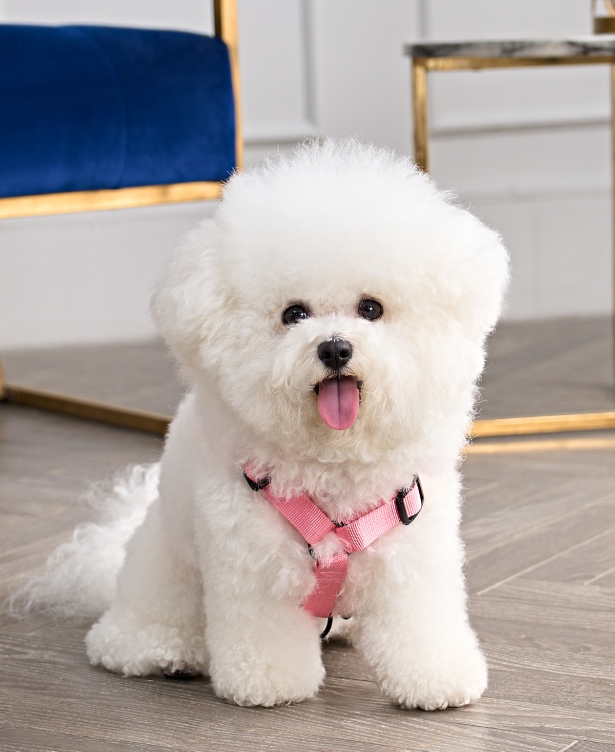 Juicy Couture Bling Velour Pet Harness and Leash 2 Piece Set, Extra