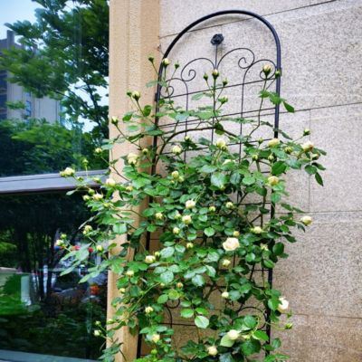 Streamdale Rustproof Rose Trellis for Climbing Plants 86.7"x19.7"
