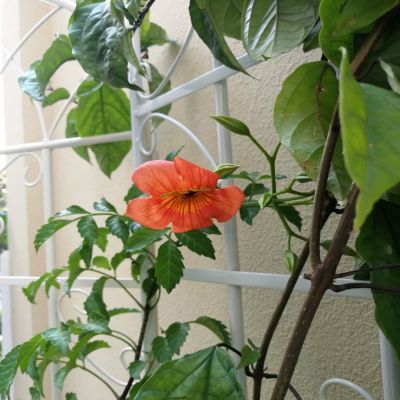 2 Pack 71" Rustproof Metal Trellises for Climbing Plants