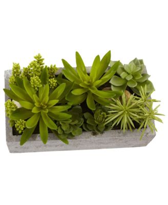 Succulent Garden in Concrete Planter Modern Indoor Plant Decor
