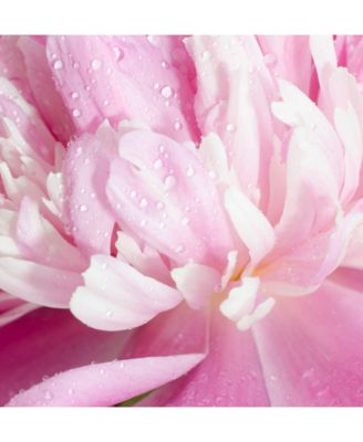 Sexual Fresh Eau de Parfum, 2.5 oz