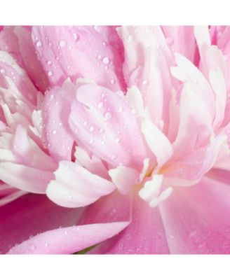 Sexual Fresh Eau de Parfum, 1.4-oz.