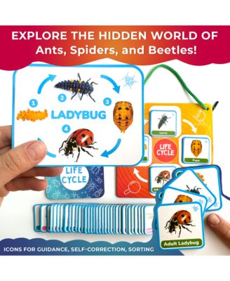 Life Cycle Kit Toy Montessori - Flash Cards Science Activities