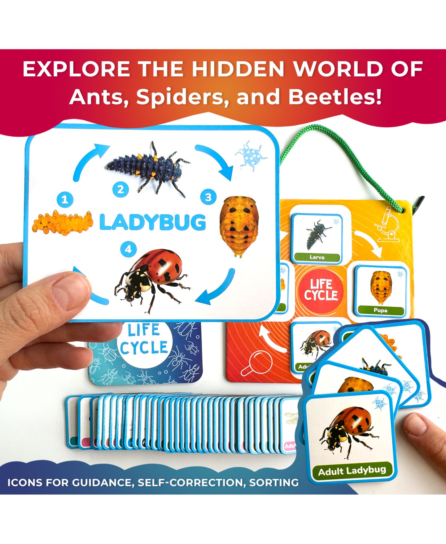 Детские игрушки Quokka Lifecycle Magnetic Kit Life Cycle Science Kit, Ages 3+ — фото 2