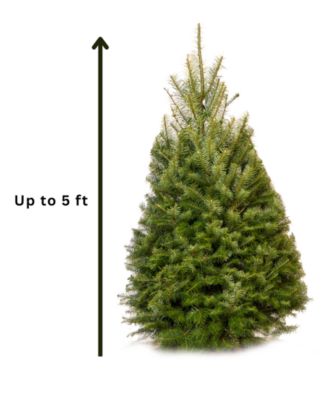 Fresh Cut Real Christmas Tree Douglas Fir 4'-5'