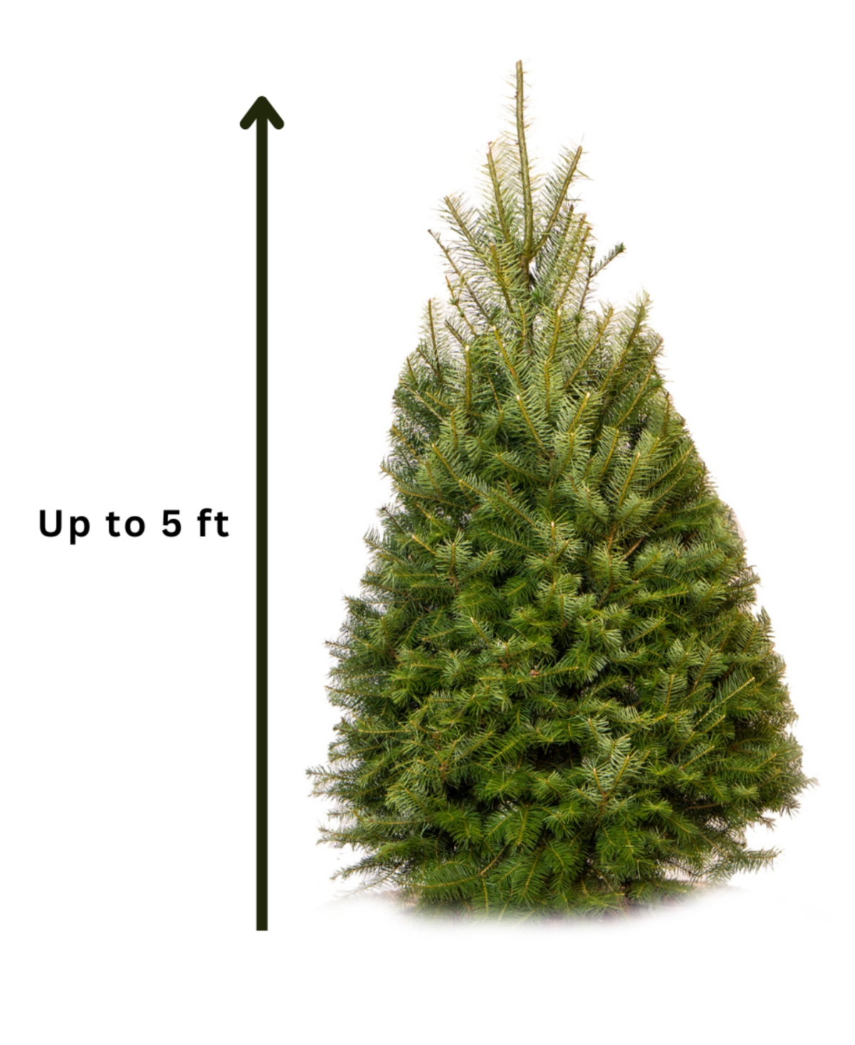 International Christmas Innovation Fresh Cut Real Christmas Tree Douglas Fir 4'-5'