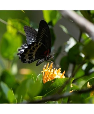 Alpha a6700 Mirrorless Camera with E 18-135mm f/3.5-5.6 OSS Lens