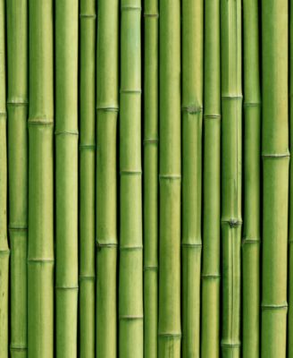 Volume Shampoo, 10.1 oz.