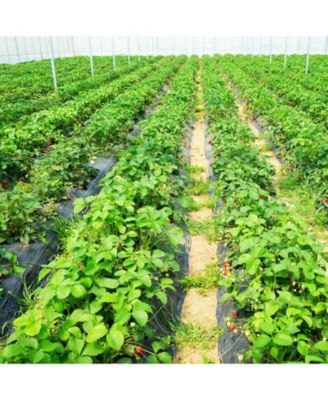 4 x 250 Feet Weed Barrier Landscape Fabric