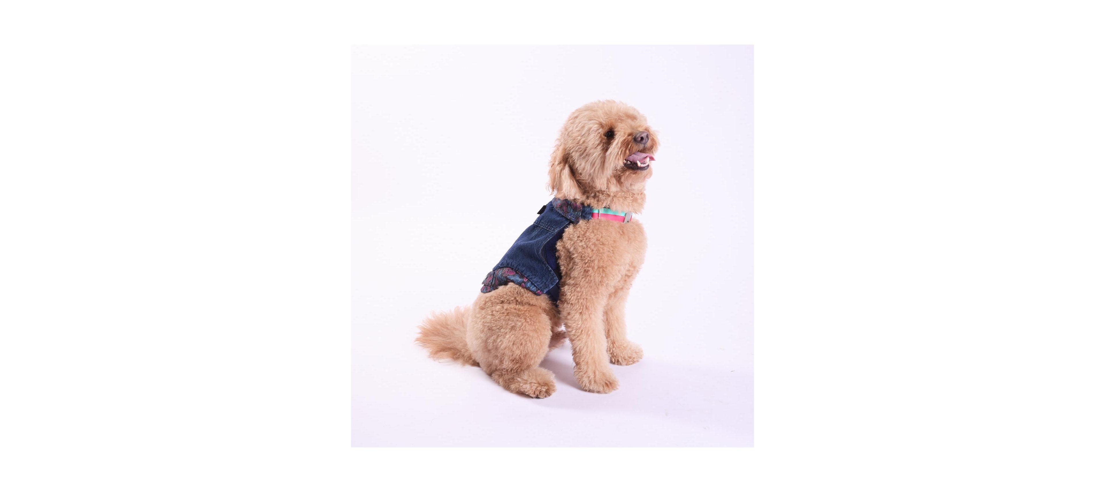 Trina Turk Denim Jacket & Harness Set