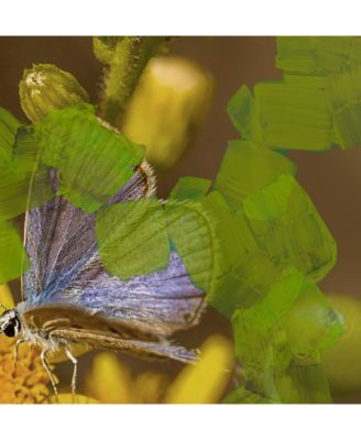 Animalique Eau de Parfum Spray, 3.3 oz.