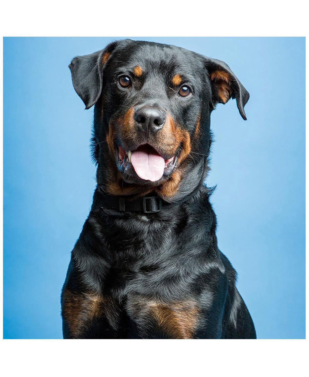 Savage Widetone Seamless Background Paper, 86" wide x 36' Gulf Blue, #30