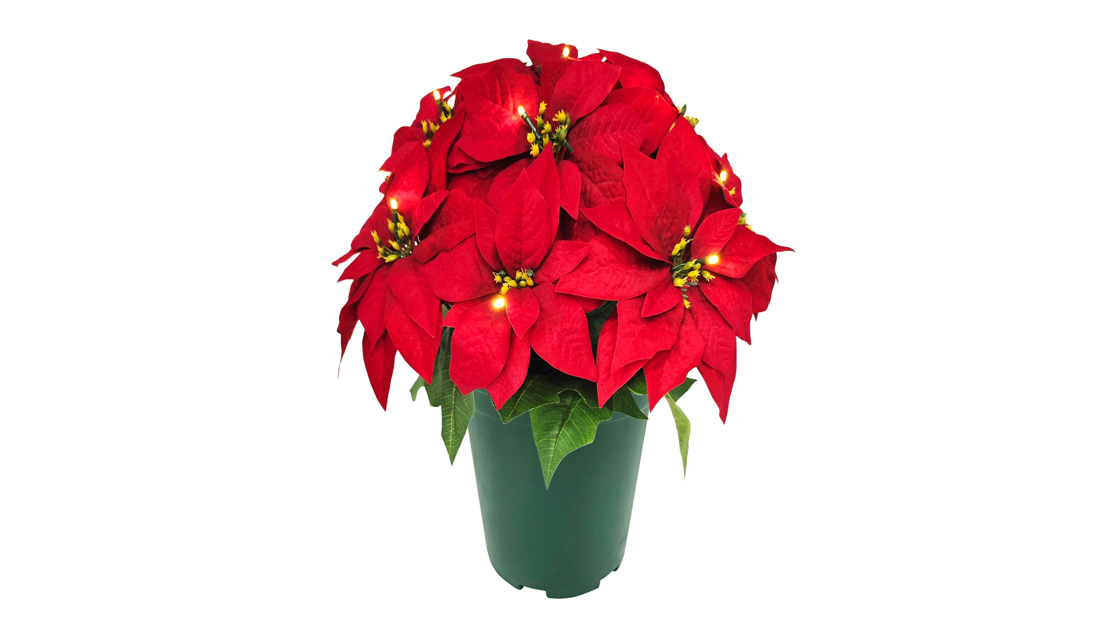 Puleo 19" Pre-Lit Artificial Potted Red Poinsettias