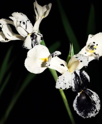 Muse Le Vestiaire Eau De Parfum, 1.1 oz.