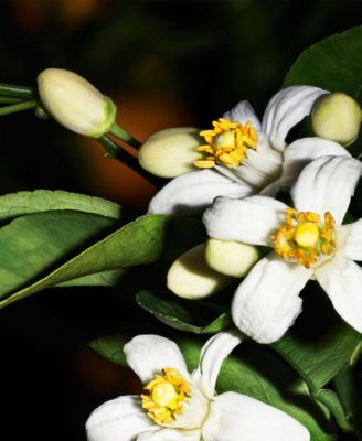 Essence 66 R25 Candle, 7.8 oz.