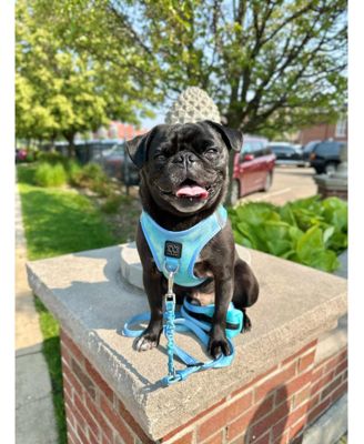 3-in-1 City Dog Leash