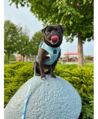 3-in-1 City Dog Leash