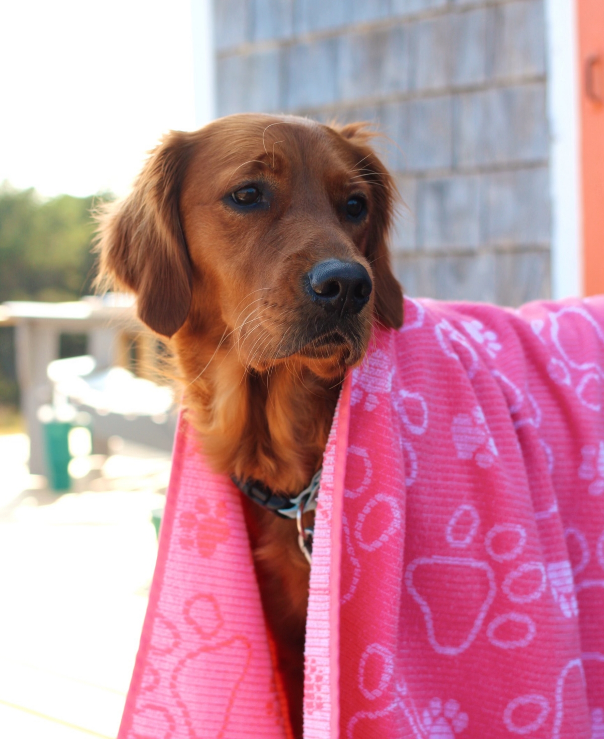 Delilah Home Drytek High Performance Dog Bath Towel 30" X 54" In Blue