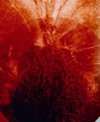 Rouge Chaotique Extrait De Parfum, 2.4 oz.