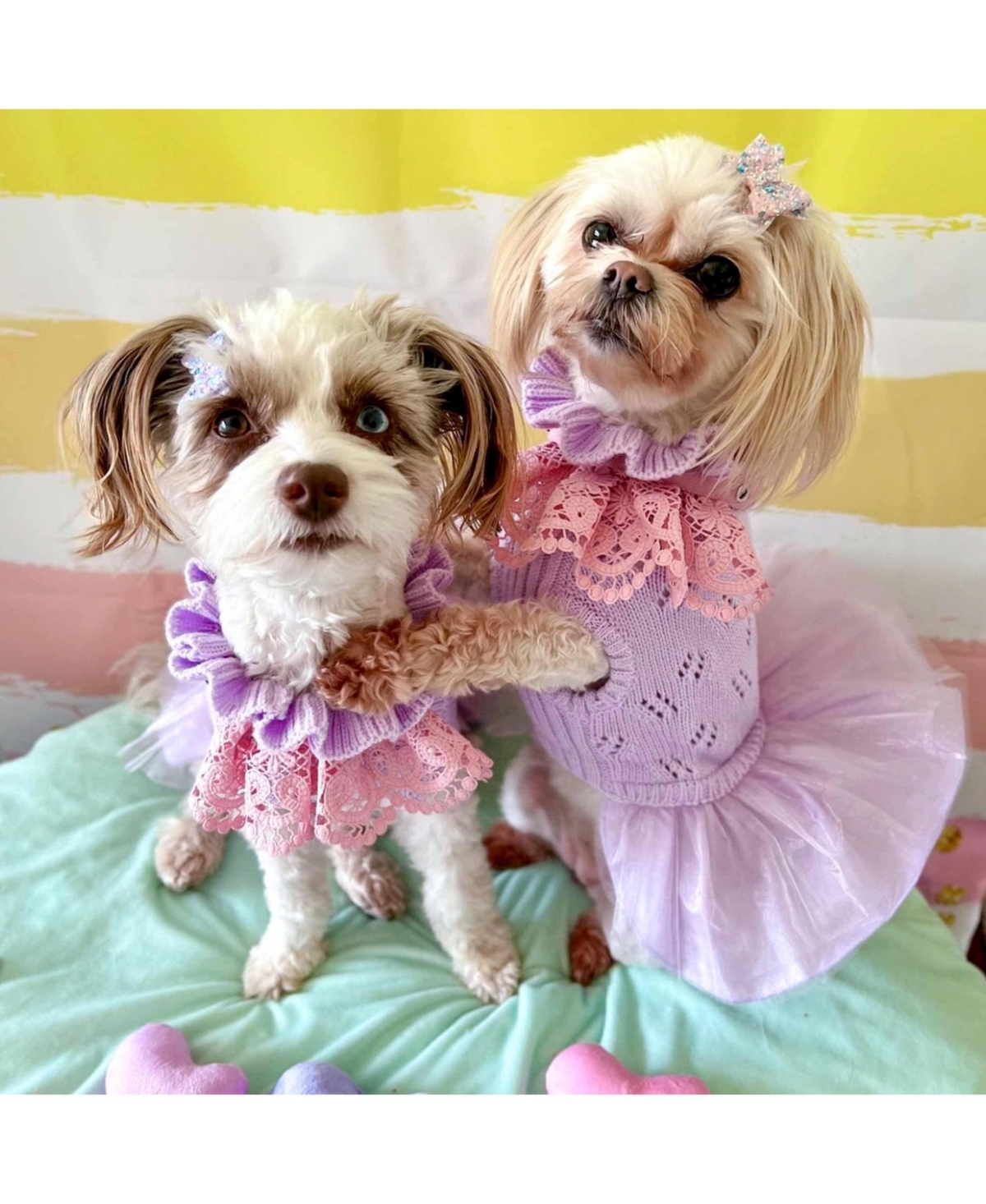 Blueberry Pet My Cutie Princess Ruffle Collar with Layered Tulle Dog Sweater Dress