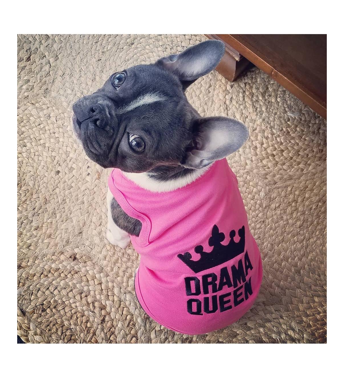 Parisian Pet Drama Queen