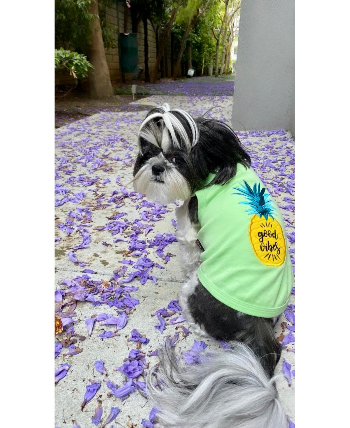 Parisian Pet Pineapple