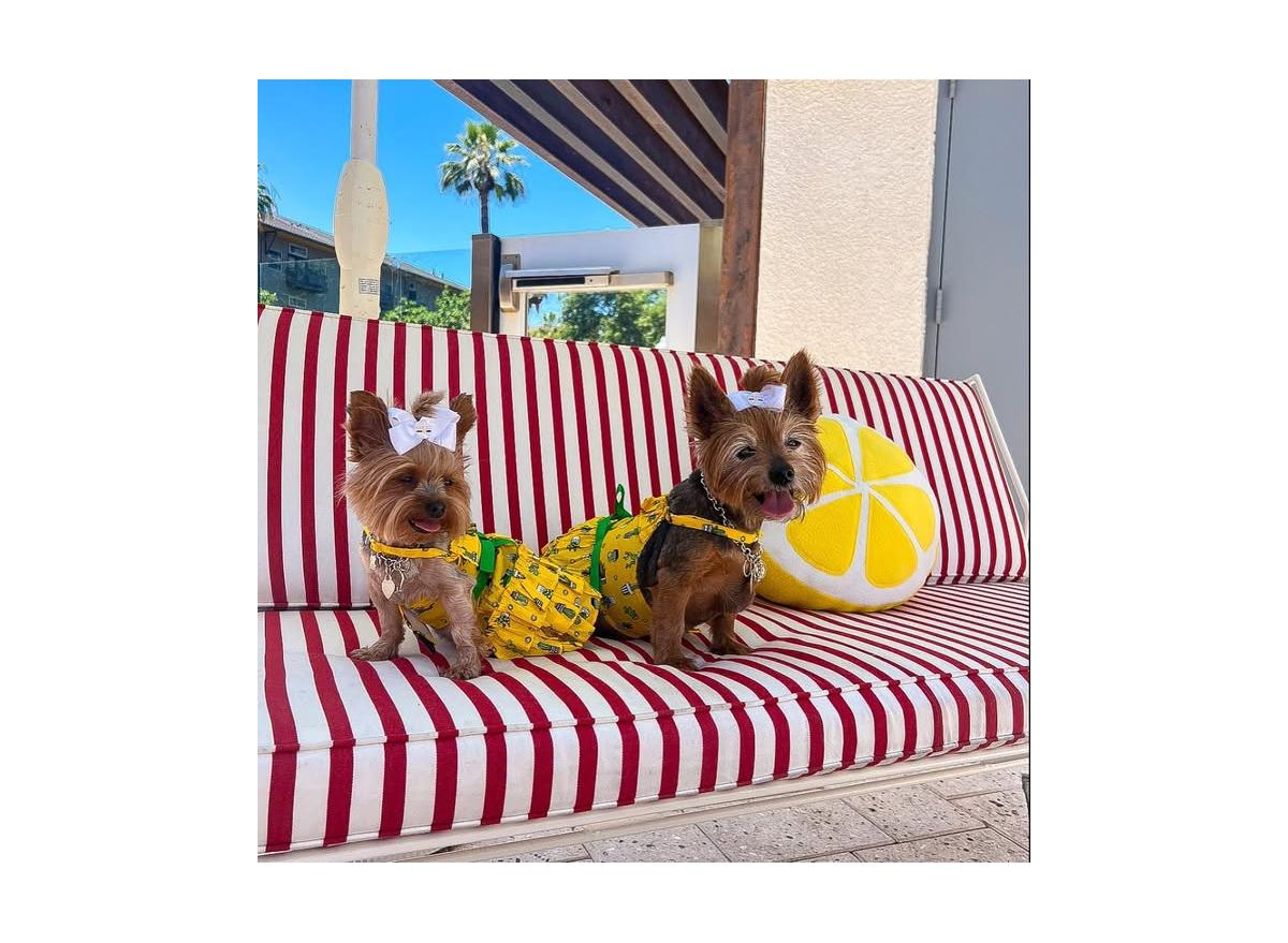 Parisian Pet Cactus Tiered Dress