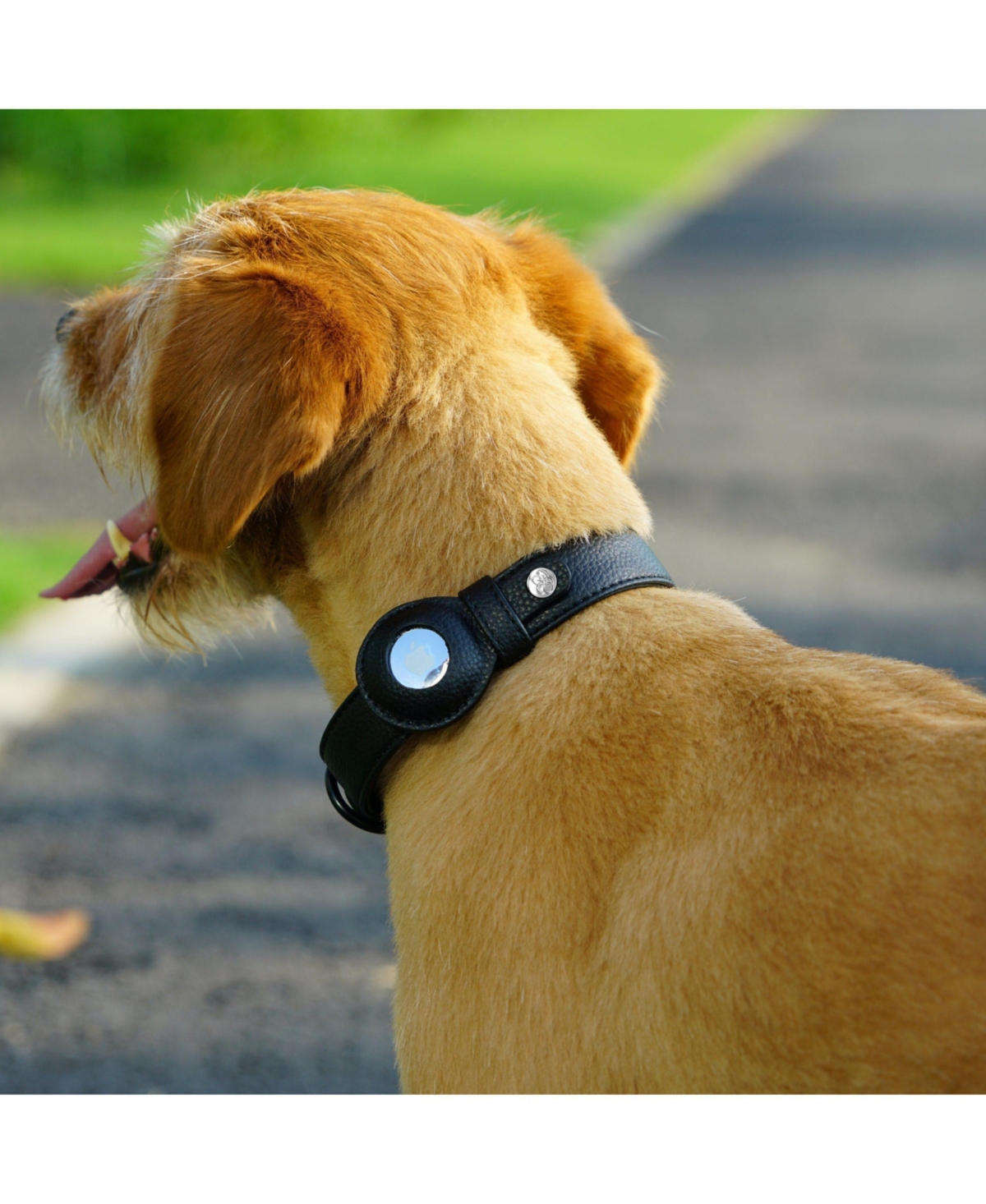 Blueberry Pet Silver-Powered Freshness Microfiber Leather AirTag Dog Collar Classic Black