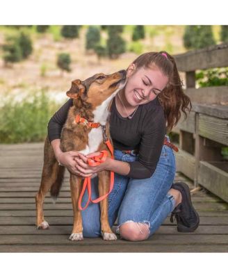 Blueberry Pet Fall Thanksgiving Dog Collar with Detachable Decor