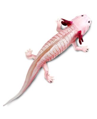 Axolotl
