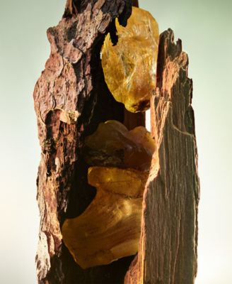 2-Pc. Man Wood Essence Eau De Parfum Gift Set