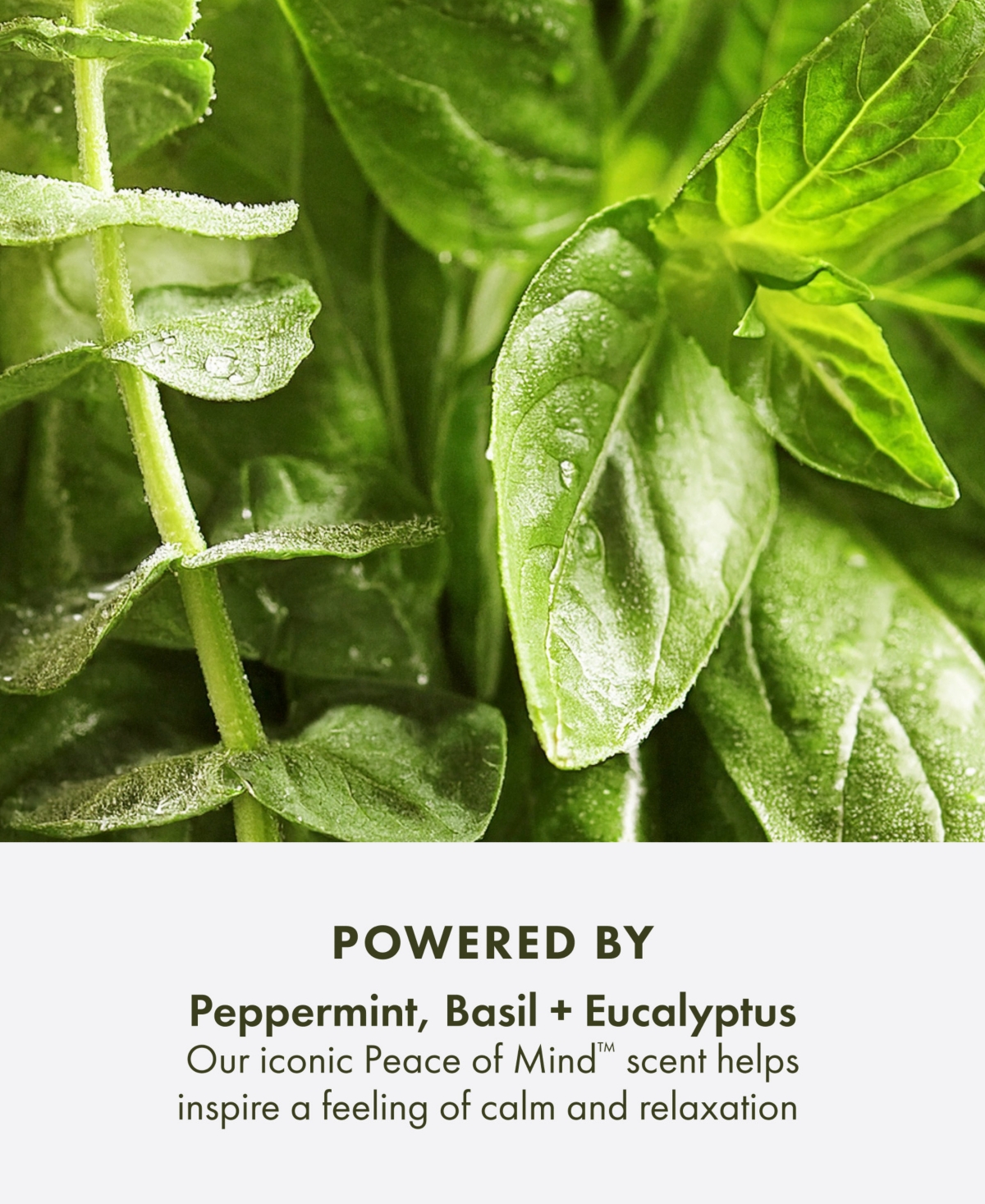 Origins Peace Of Mind Exfoliating Body Scrub