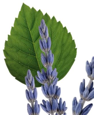 4-Pc. Layton Eau de Parfum Gift Set