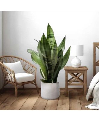 Handmade Ceramic Planter Set