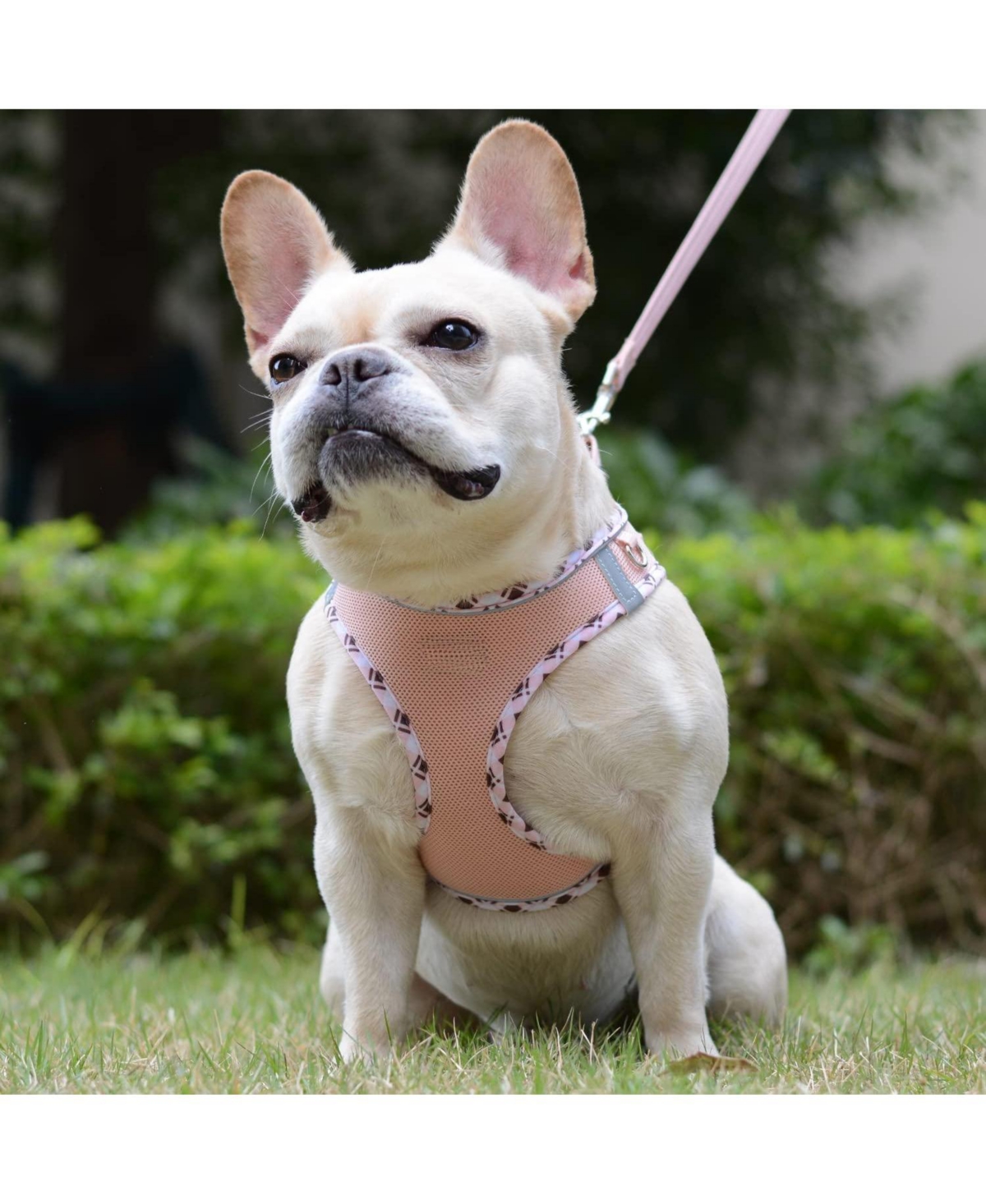 Aronkl Soft Mesh No-Choke Step-In Dog Cat Harness Leash Set Reflective Breathable for Small Pets