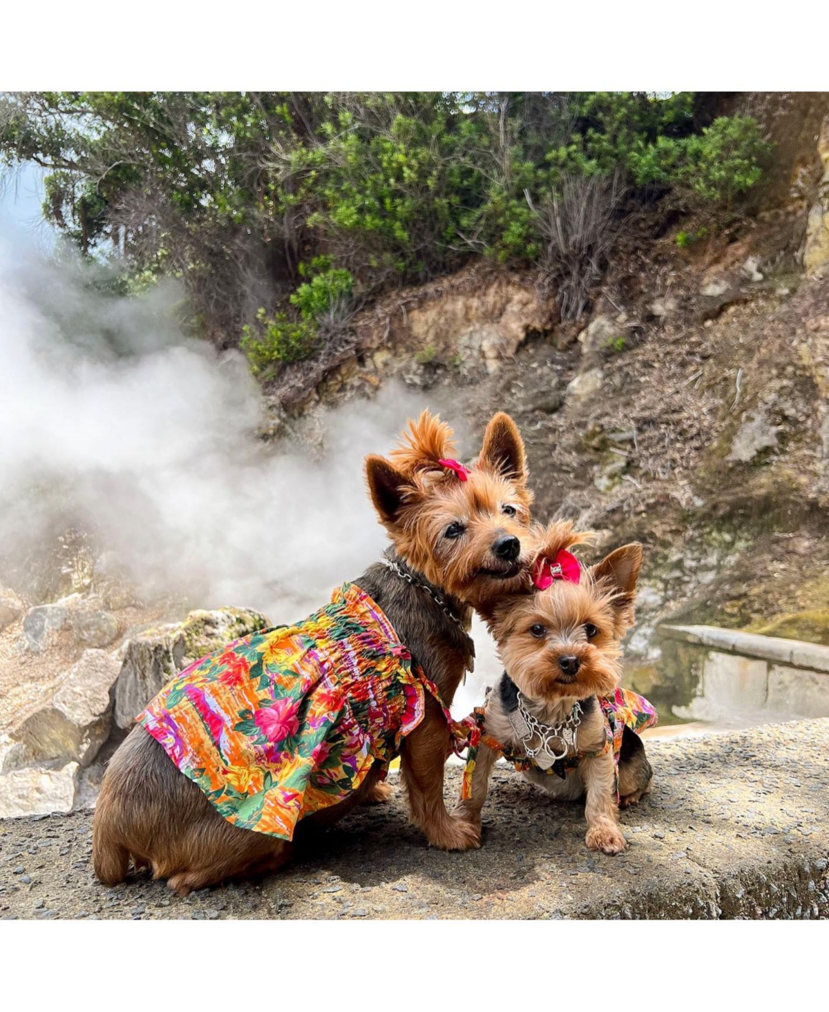 Parisian Pet Hawaiian Dress