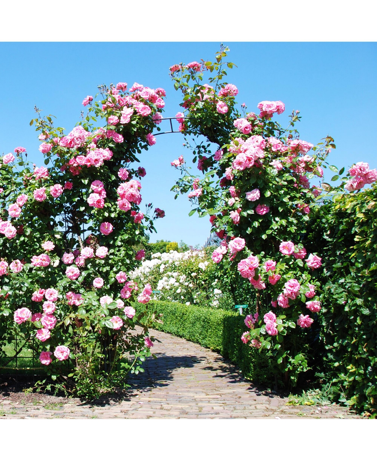 Gymax Metal Garden Arch 7.9 Ft Backdrop Stand for Various Climbing Plants Party