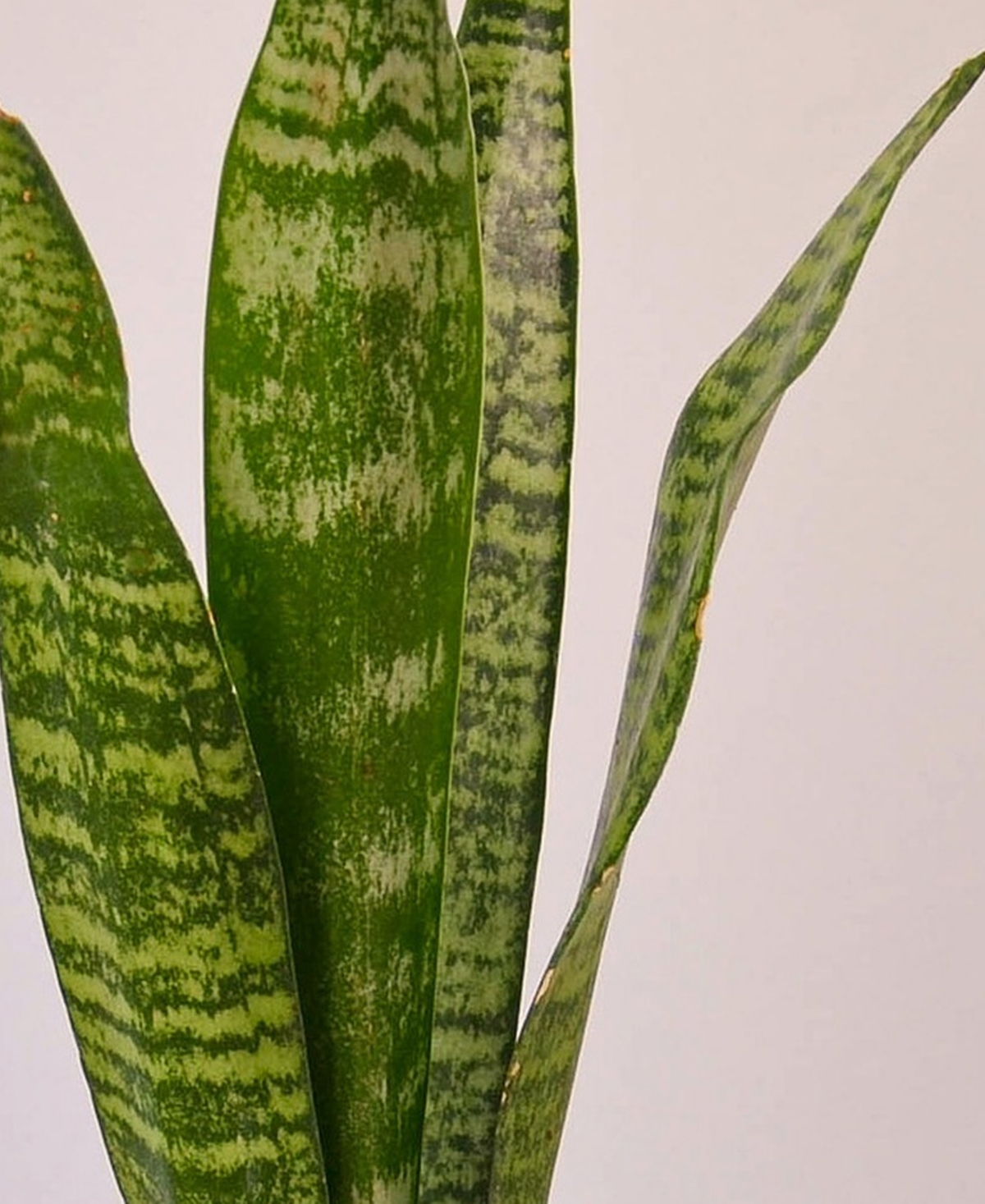 Snake Zeylanica Live Plant, 4" Pot