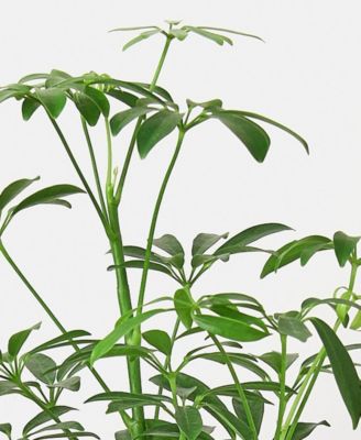 Schefflera Arboricola 'Umbrella Plant' Live Plant, 6" Pot - Macy's