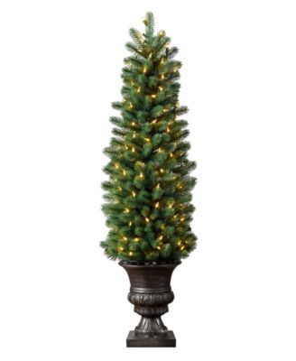 Sonoma Slim&reg; Potted Pencil Tree