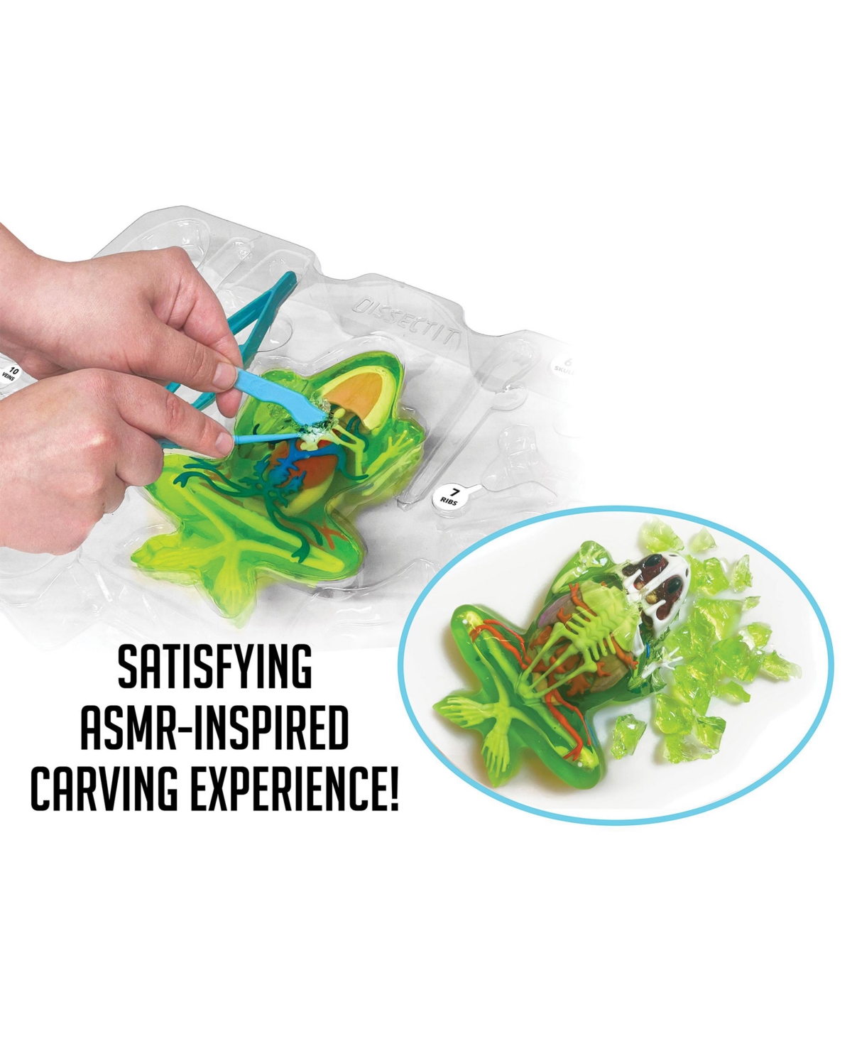 Dissect-It Deluxe Super Frog Lab Realistic Dissection Science Kit, Ages 6+