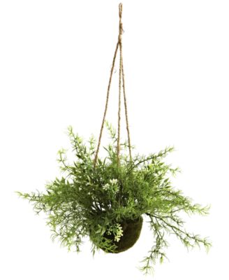 3-Pc. Mini Ruscus Sedum & Sperengeri Hanging Basket Set
