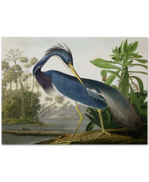 Trademark Global John James Audubon 'louisiana Heron' Canvas Art In No Color