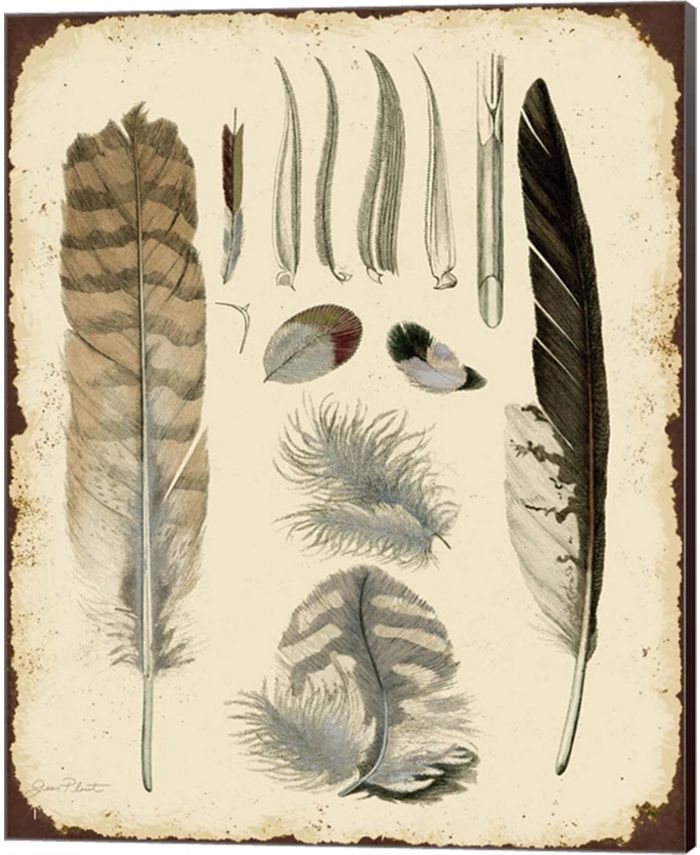 Metaverse Vintage Feather Study - A By Jean Plout Canvas Art & Reviews ...