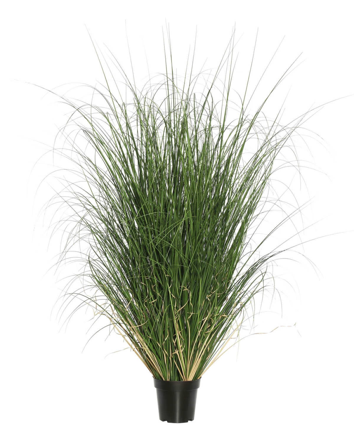 Vickerman 60" Artificial Potted Green Curled Grass In No Color